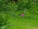 Eurasian Jay - Sójka Zwyczajna